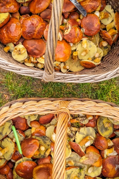 Grzybobranie agroturystyka