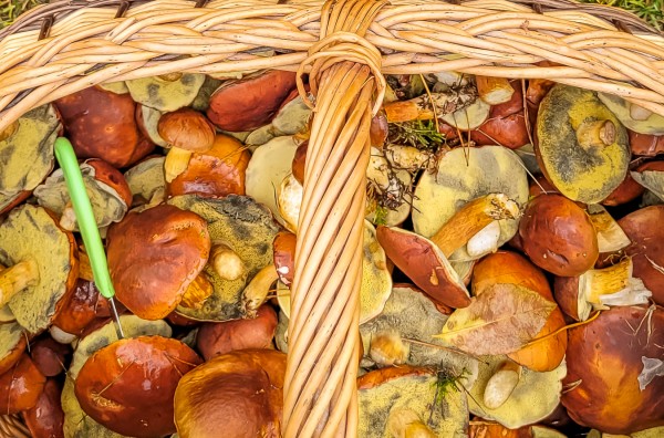 Agroturystyka na jesień