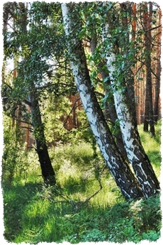 Agroturystyka przy puszczy