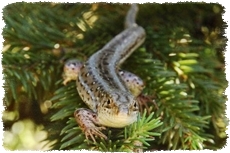 Gospodarstwa agroturystyczne