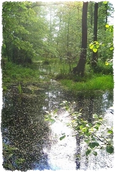 Agroturystyka w puszczy