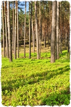 Puszcza notecka agroturystyka