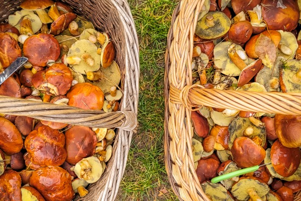 Puszcza Notecka na grzyby