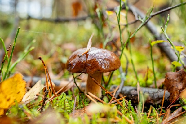 Puszcza notecka grzyby