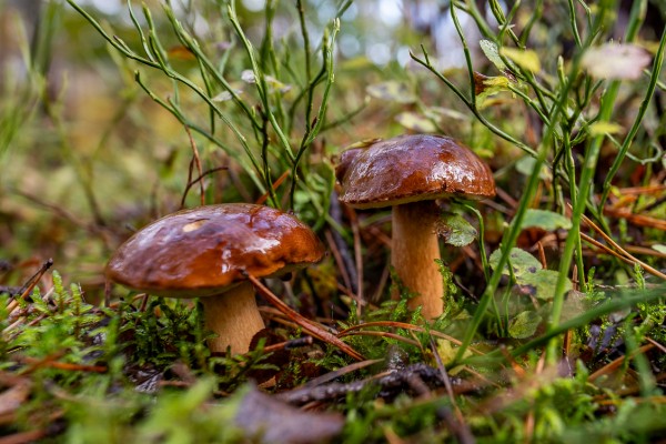 Grzyby grzybobranie Puszcza Notecka