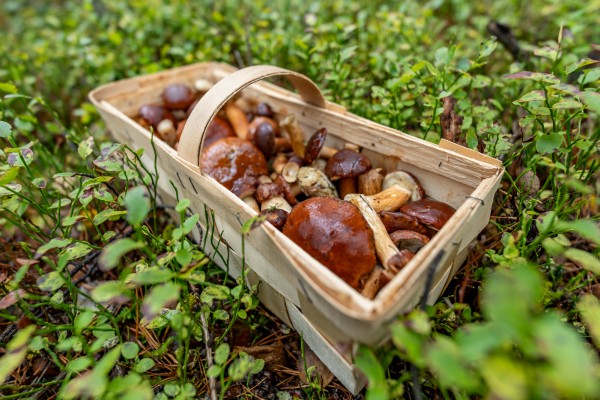 Puszcza Notecka grzybobranie