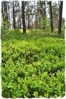 Jagody agroturystyka jagodobranie