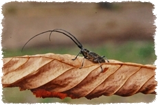 Agroturystyka przy lesie