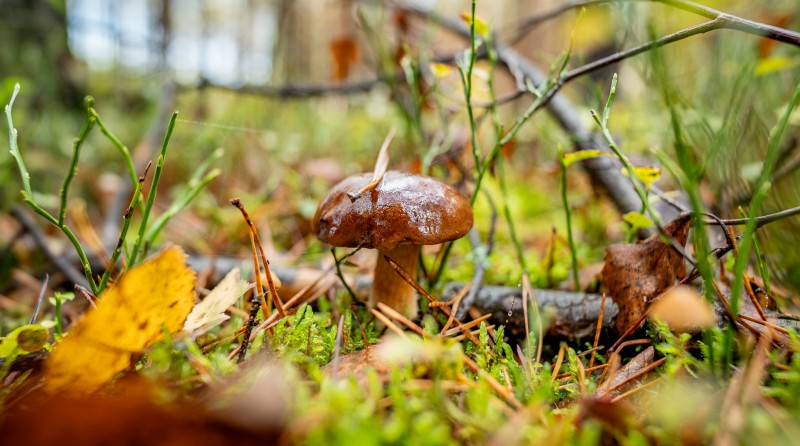 Grzyby Puszcza Notecka