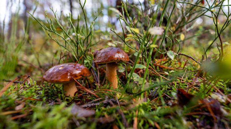 Grzyby grzybobranie puszcza