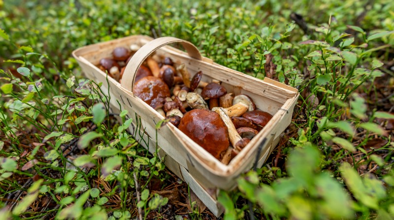 Grzybobranie Puszcza Notecka