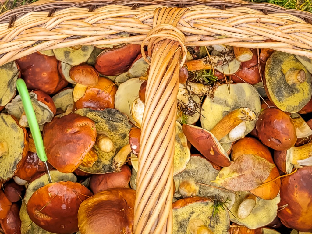 Agroturystyka Puszcza Notecka - noclegi nad Wartą