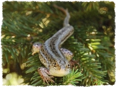 Lubuskie piesza wycieczka