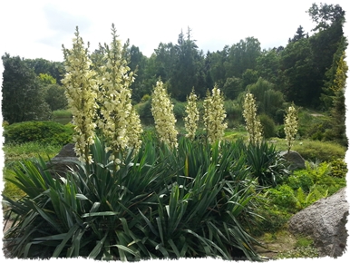 Ogród Dendrologiczny Przelewice