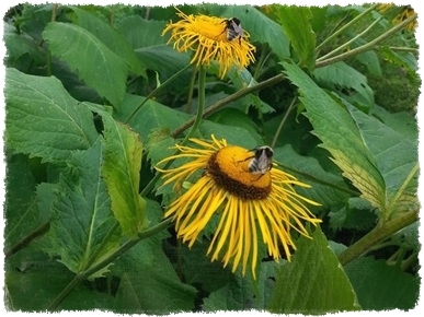 Pałac w Przelewicach - Ogród Dendrologiczny 