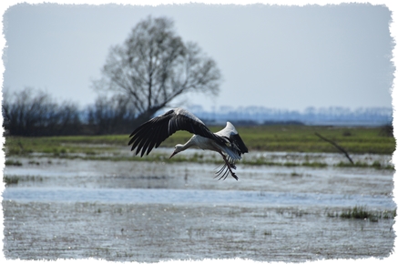 wycieczka do Ujścia Warty