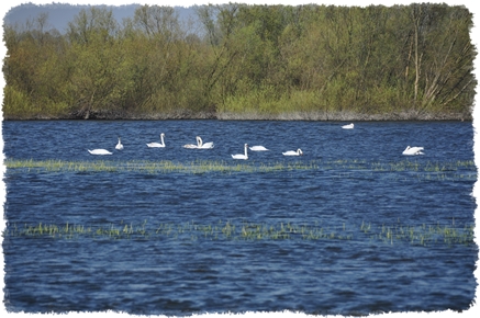wycieczka do Ujścia Warty